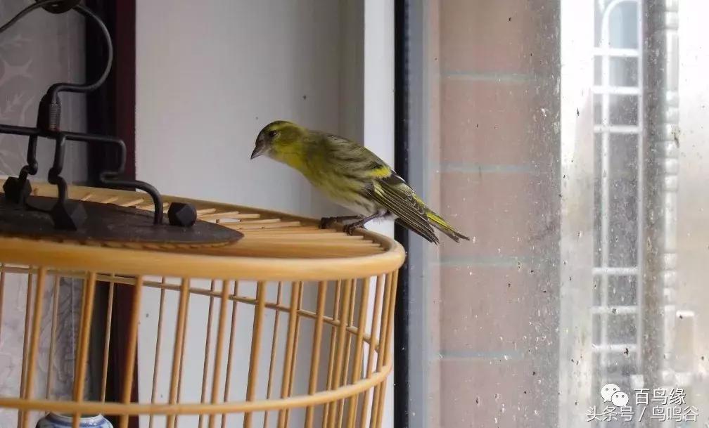 新手养鸟注意事项大全图片,新手养鸟要注意什么