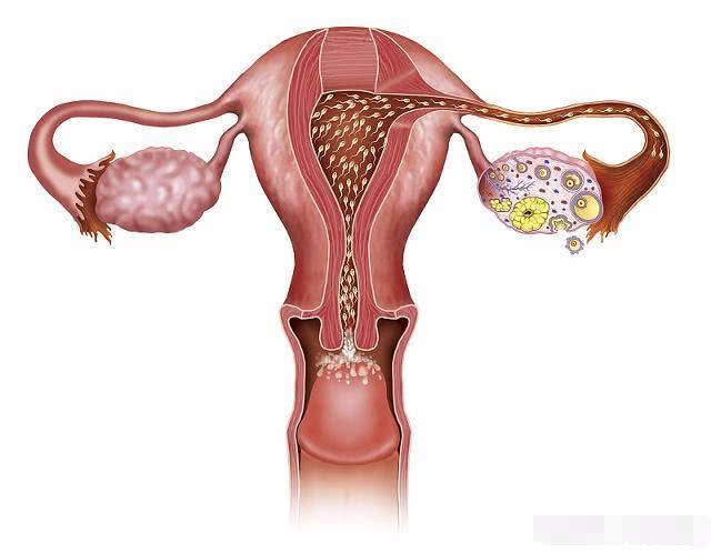 小蝌蚪进入母体会活多久,小蝌蚪进入母体会肚子疼吗