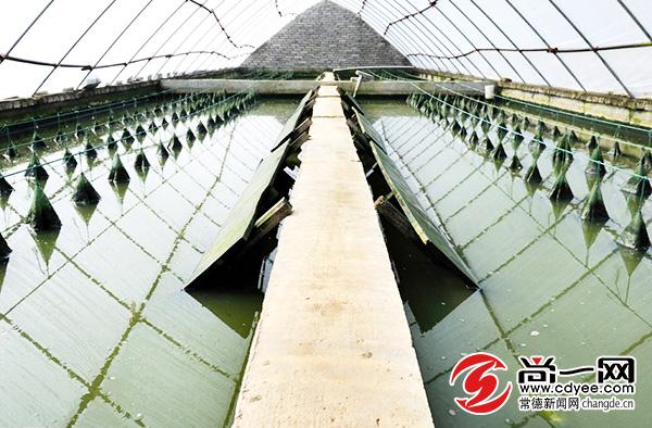 河洲甲鱼:专注专业编织十亿产值梦