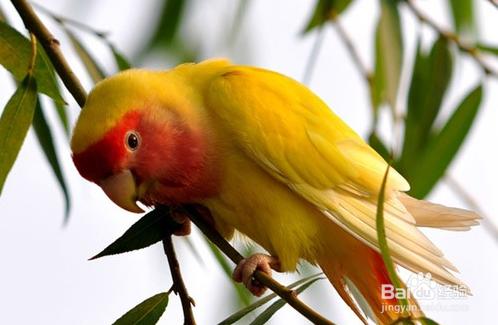 怎么训练黄桃鹦鹉粘人亲近人,鹦鹉怎么训练才站在主人的手上