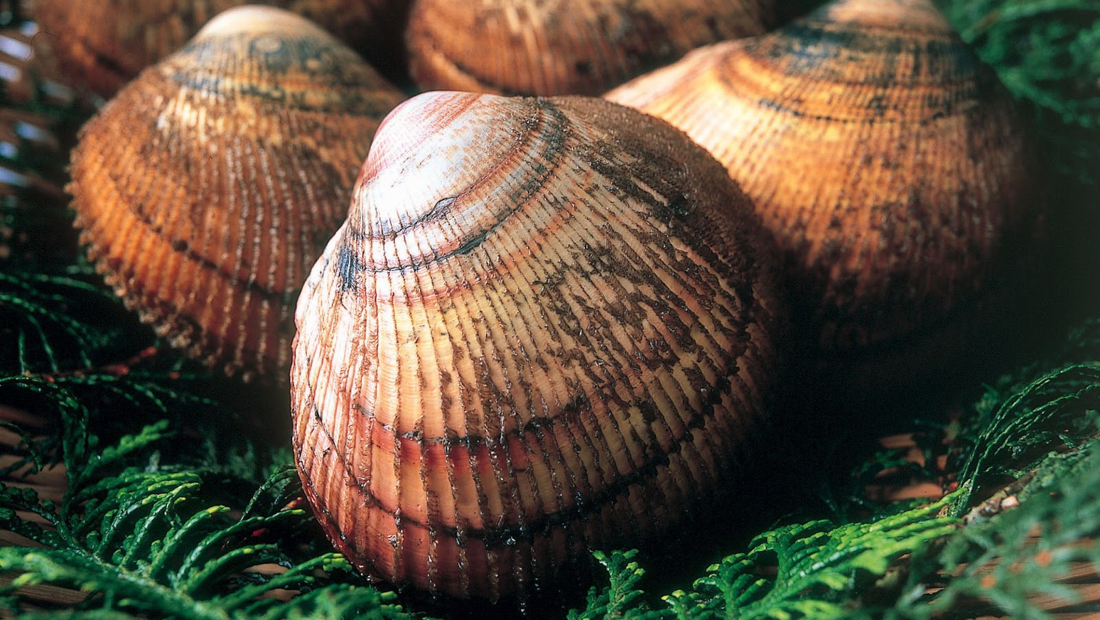 海边贝类种类,各种贝类的名称