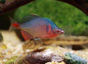 附着在滤材上面的是硝化细菌吗,水不没过生化滤材能有硝化细菌吗