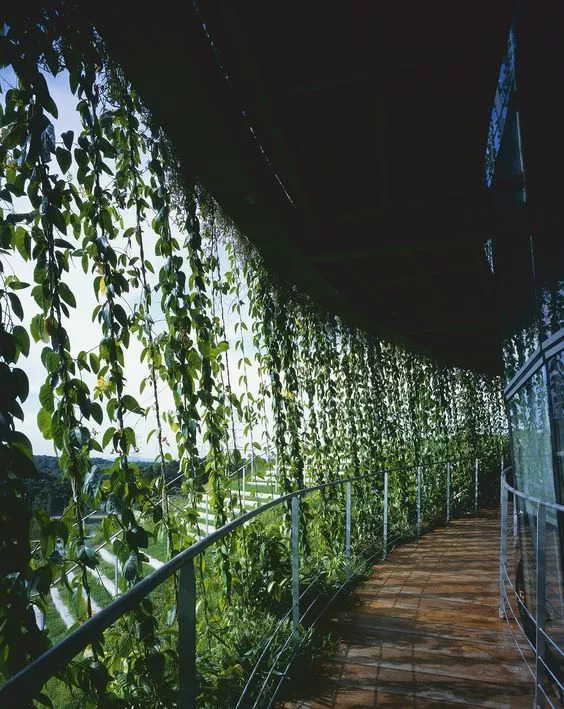 植物窗帘图案,植物窗帘效果图大全