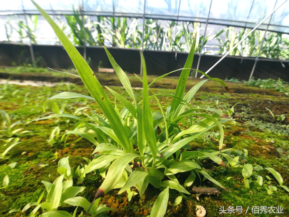 农村种植什么能够快速稳定赚钱呢,未来农村种植赚钱的六个方向