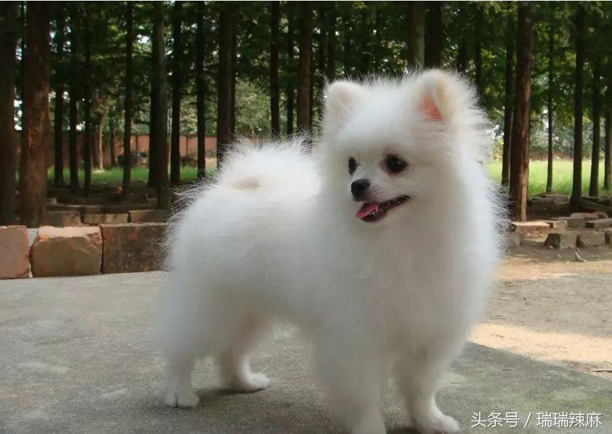 如何治狗狗皮肤病最快最有效,铲屎官要应对的狗狗皮肤病