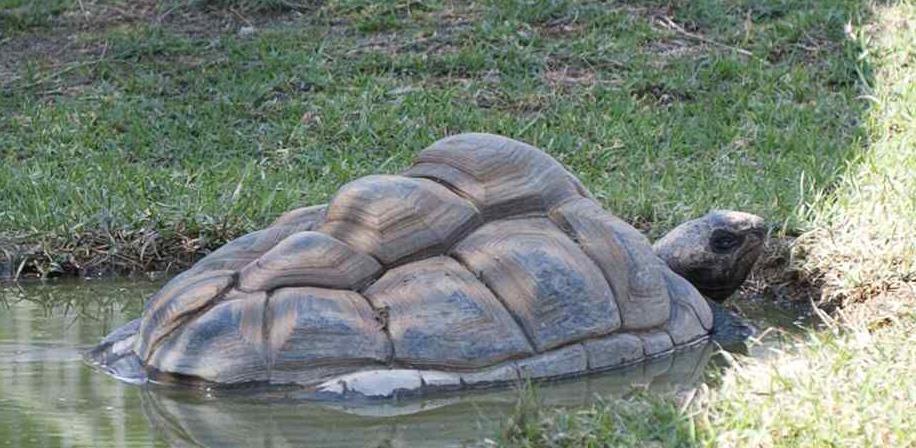 六角恐龙肚子变大是怎么回事,恐龙为什么这么大