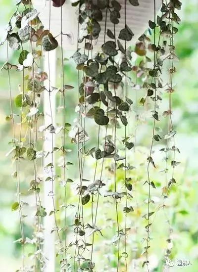 植物窗帘图案,植物窗帘效果图大全