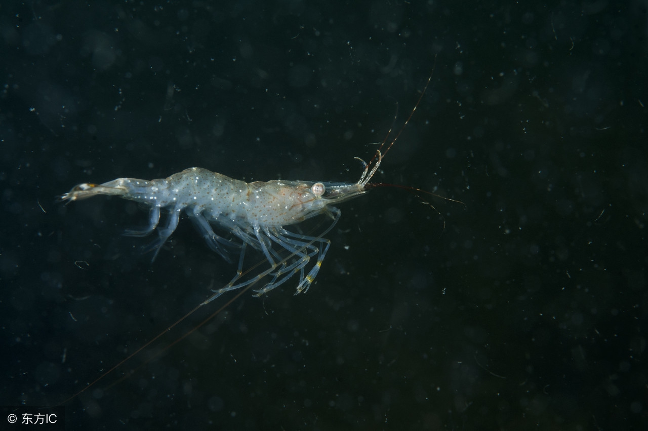 钓鱼有虾在闹窝该有什么办法,水库钓鱼虾米闹窝驱赶秘籍