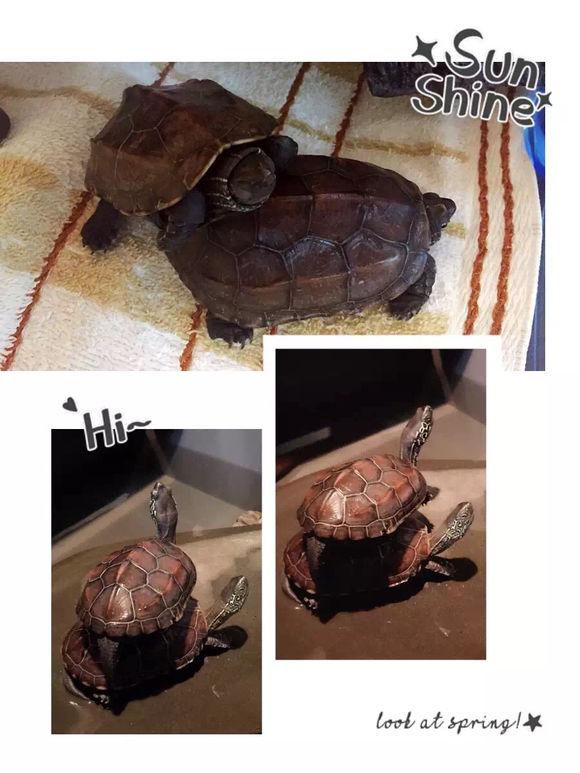 「龟友记录」萌妹子养龟全纪录（第一部）