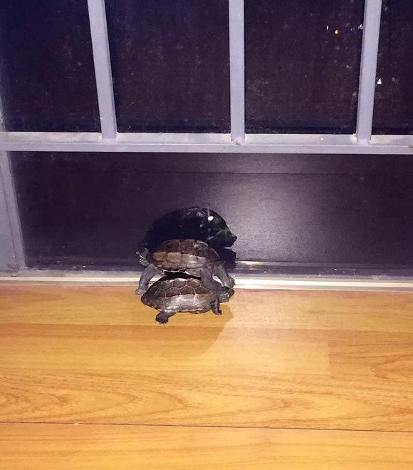 「龟友记录」萌妹子养龟全纪录（第一部）