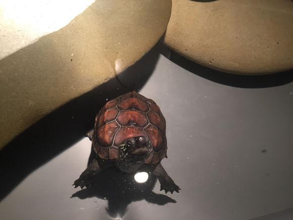 「龟友记录」萌妹子养龟全纪录（第一部）