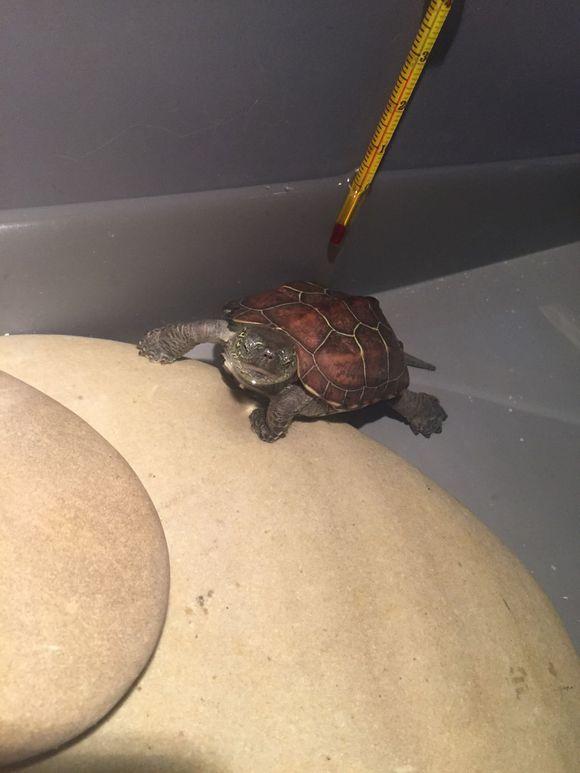 「龟友记录」萌妹子养龟全纪录（第一部）