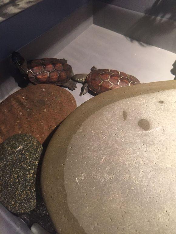 「龟友记录」萌妹子养龟全纪录（第一部）