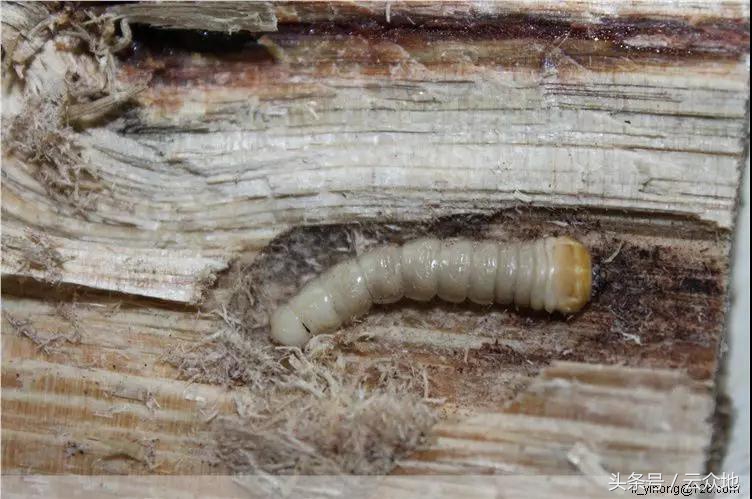 柑橘树食根虫防治,柑橘天牛钻心虫最佳防治方法