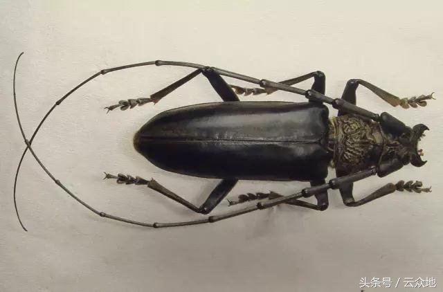 柑橘树食根虫防治,柑橘天牛钻心虫最佳防治方法