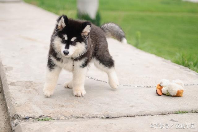 阿拉斯加狗狗皮肤病用什么药?阿拉斯加怎么预防皮肤病?