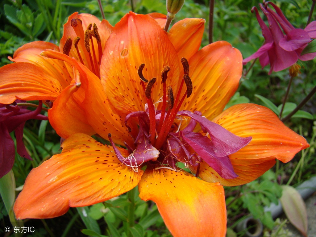 苍蝇是害虫还是益虫,详细的说苍蝇到底是不是害虫