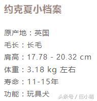 约克夏犬优点和缺点,约克夏犬活泼开朗