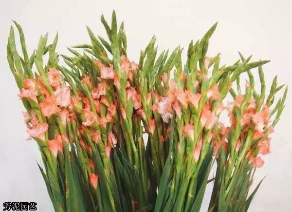 教师节给老师做一朵鲜花,教师节适合送给老师什么花图片