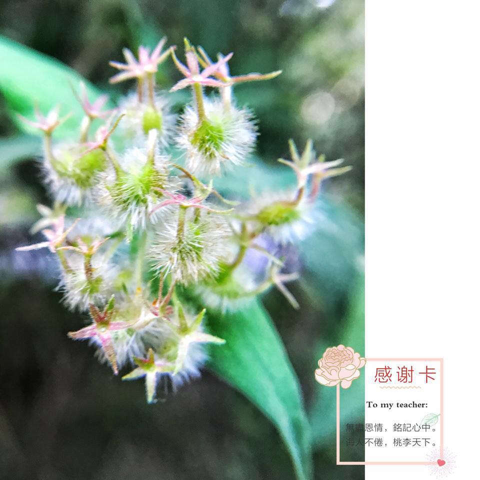 教师节制作感恩卡幼儿园,教师节感恩卡怎么制作