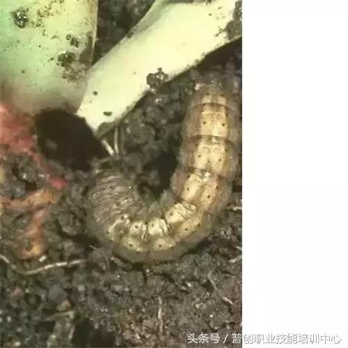 地老虎生长过程,如何杀死地老虎