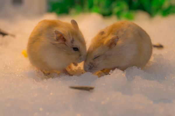 仓鼠能用水洗澡吗夏天,仓鼠浴室里仓鼠是怎么洗澡的