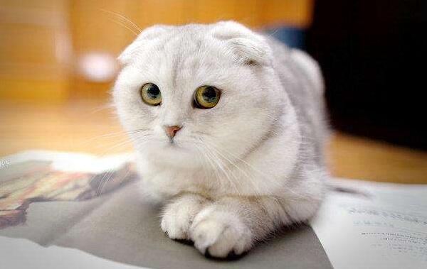 常见的宠物猫品种有哪些,一般宠物猫的品种有几种