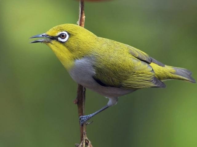 宠物鸟都有什么,宠物鸟都有哪些种