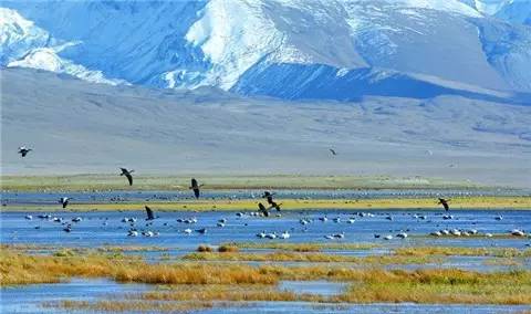 藏西的风景,藏西有哪些景点