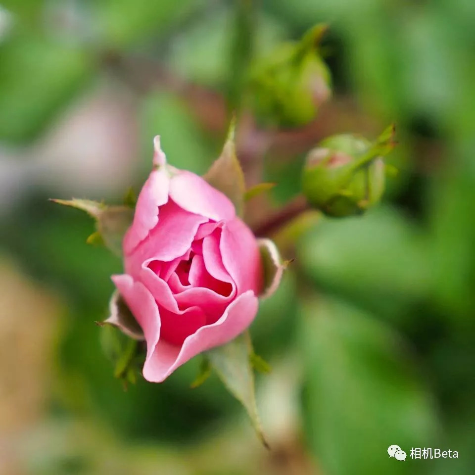 每周摄影作品精选：M43（第20180909期）