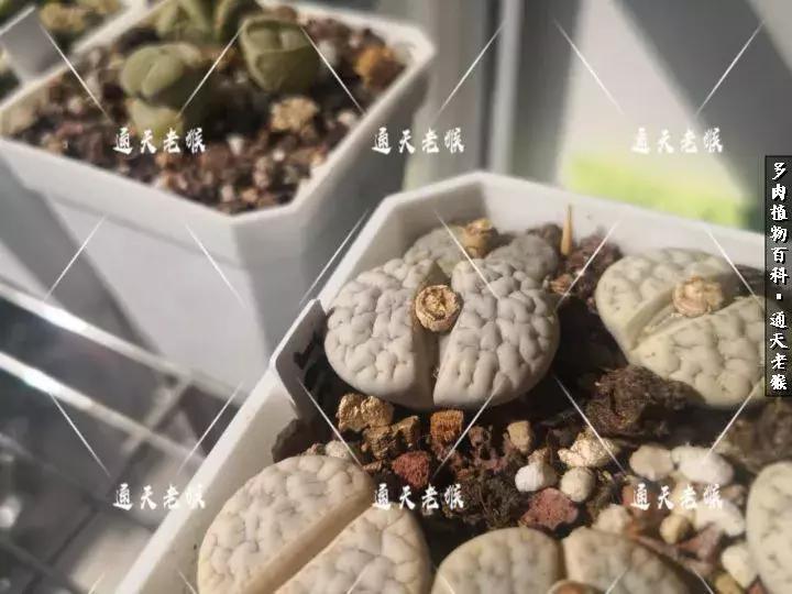 多肉播种洗种子全过程：是时候展现真正的技术了！