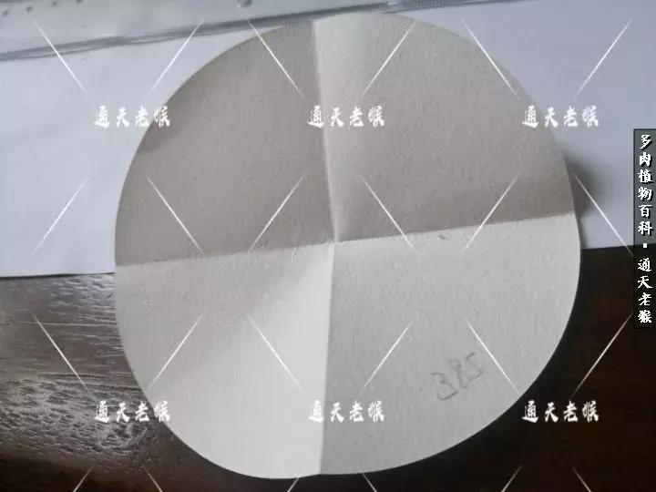 多肉播种洗种子全过程：是时候展现真正的技术了！