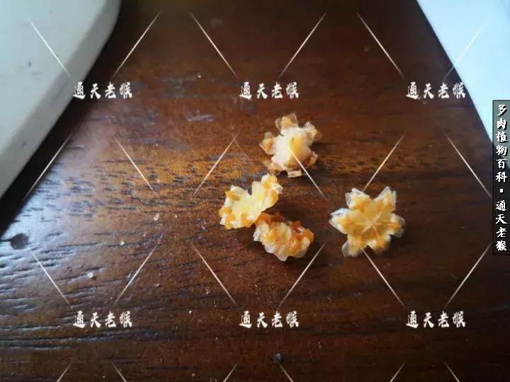 多肉播种洗种子全过程：是时候展现真正的技术了！