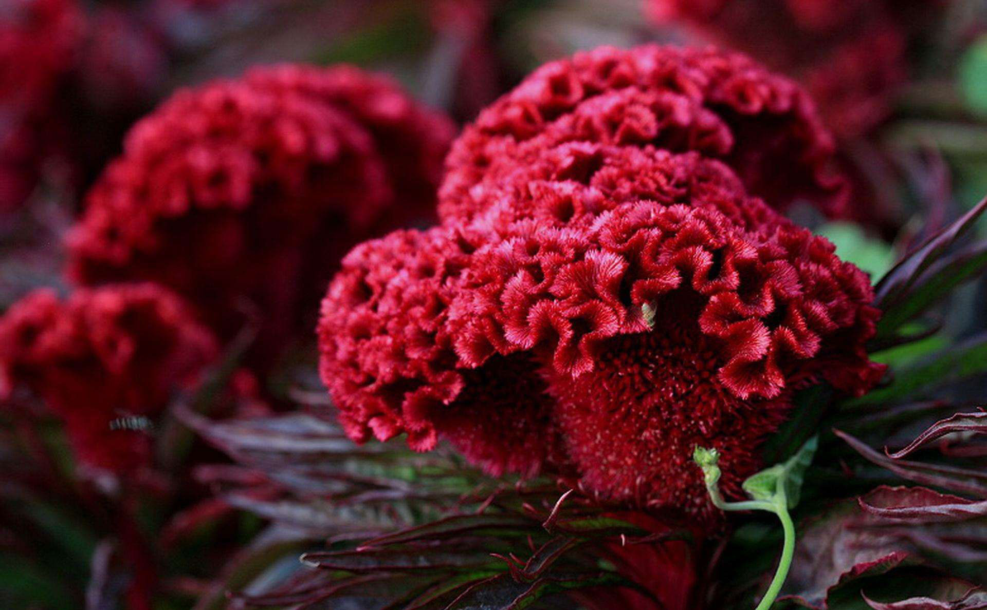 12生肖属鸡运势,属鸡人养什么植物最旺