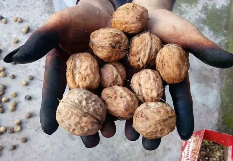 此物号称植物界的唐僧肉！补大脑，益心脏还能缓解失眠！