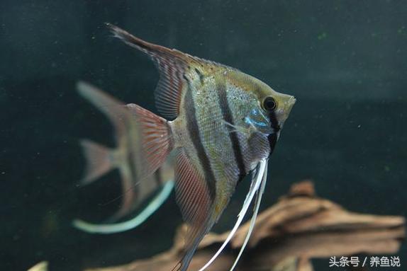 养鱼小知识鱼缸换水的正确方法,鱼缸换水用什么方法最好