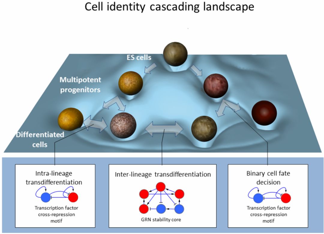 《自然》：太神了！科学家通过重编程得到皮肤干细胞，首次实现大面积创口原位皮肤再生｜科学大发现