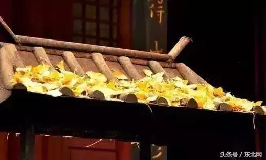 北京秋天一定要看的美景,北京秋天到处都是天堂般的美