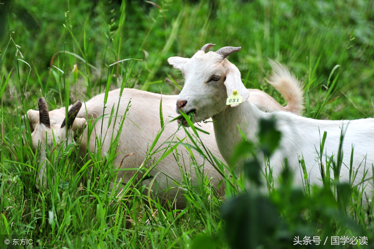 妙趣横生的十二生肖歇后语,十二生肖歇后语大全二年级