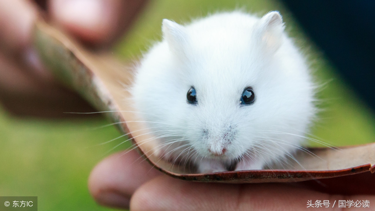 十二生肖歇后语大全小学生,包含十二生肖的歇后语大全