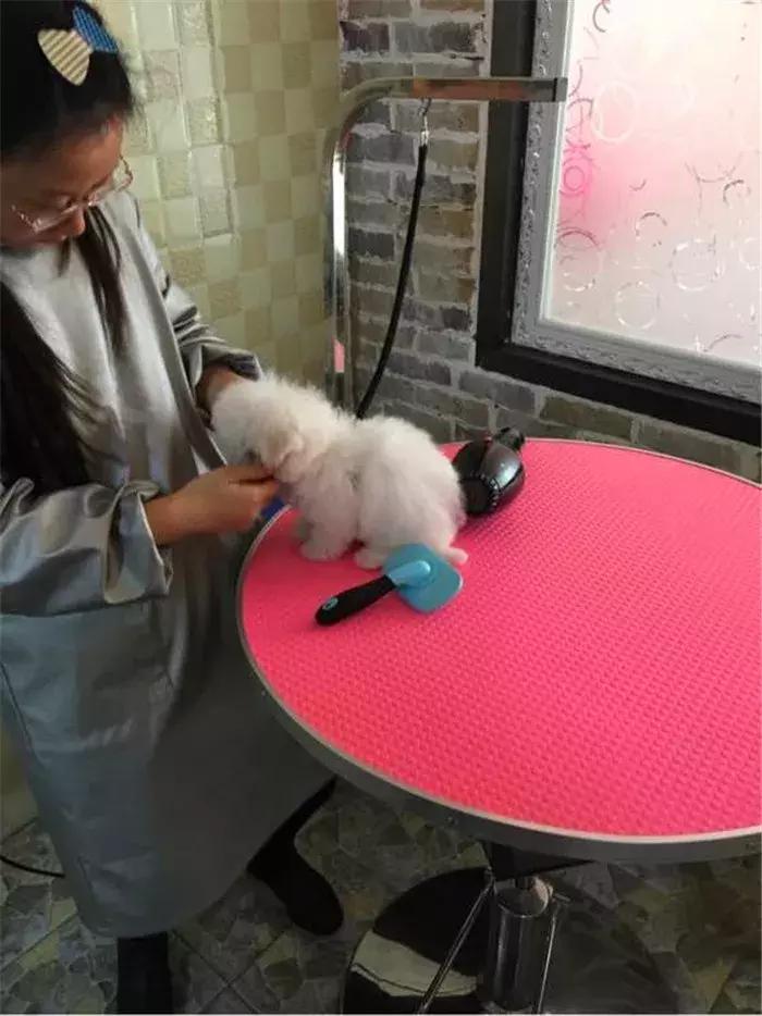 比熊经常拉肚子，铲屎官观察5点症状，发现感染寄生虫！