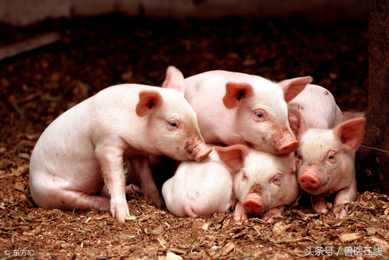 完整的猪病鉴别表及治疗,常见的猪病及治疗方案合集