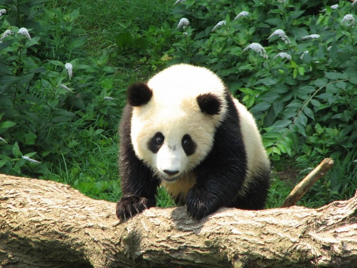 大熊猫前掌有几根手指头,国宝大熊猫的手指头