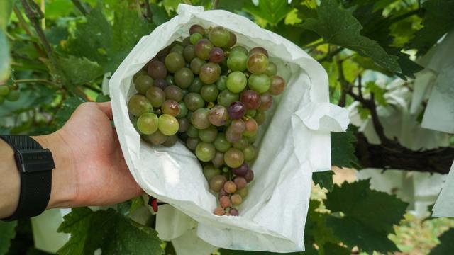 爱斐堡酒庄有哪些,爱斐堡酒庄攻略