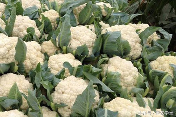 花菜怎样种植技术视频,花菜怎样种植怎样管理结得多