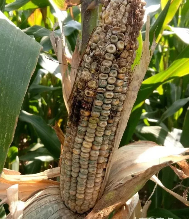 千亩小麦减产怀疑肥料不合格,玉米收成差农民怀疑种子有问题