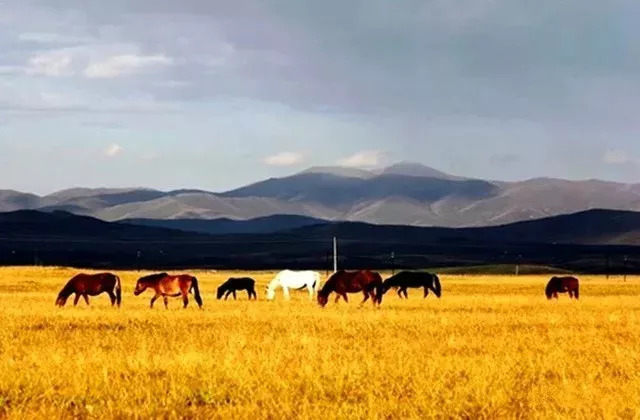 秋天甘南旅游攻略,看甘南草原风光