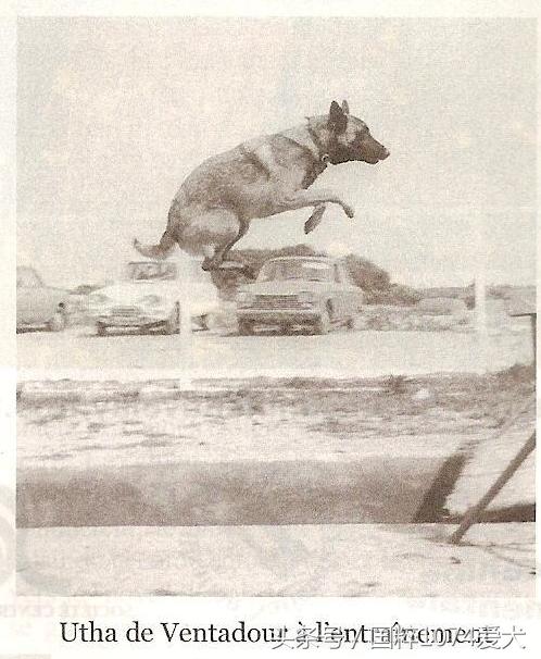 「可能是史上最清晰科普文章」系列之马犬起源和马犬的傲慢与偏见