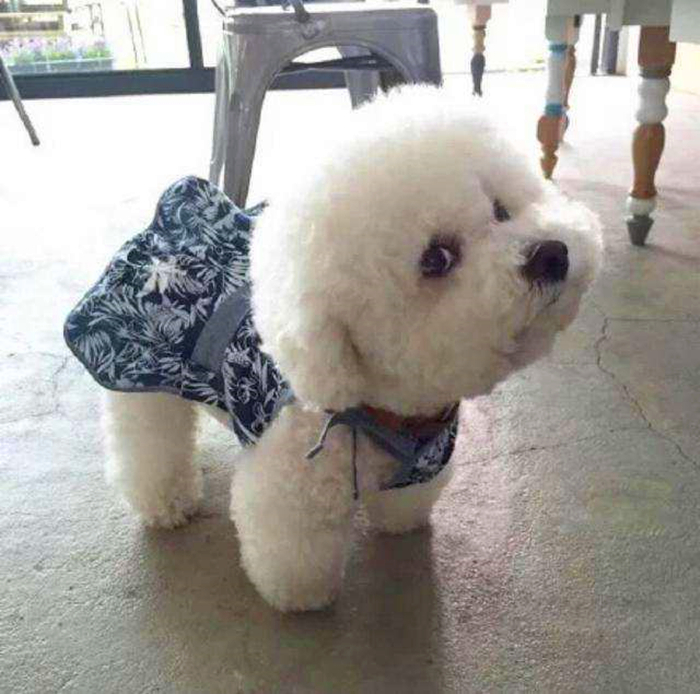 比熊感染球虫有什么症状,比熊幼犬感染真菌皮肤病怎么办