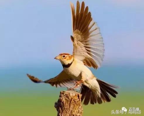 老野历程一路走来的胡说八道汇总